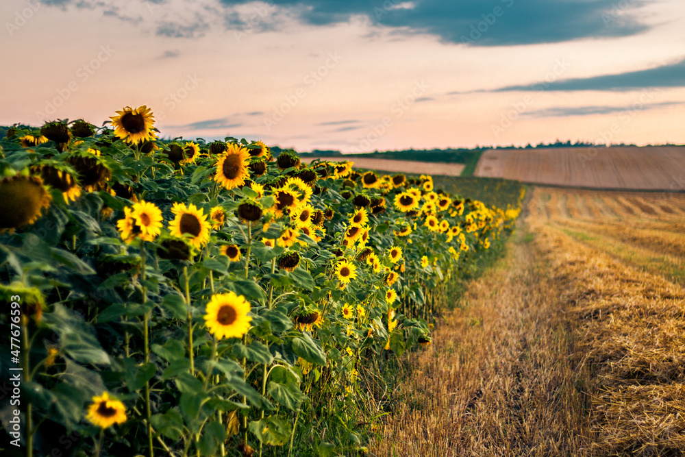 Fototapeta premium Agriculture Field with Sunflowers