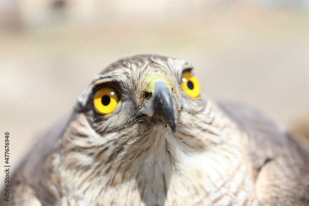 closeup of sparrow hawk the bird of prey