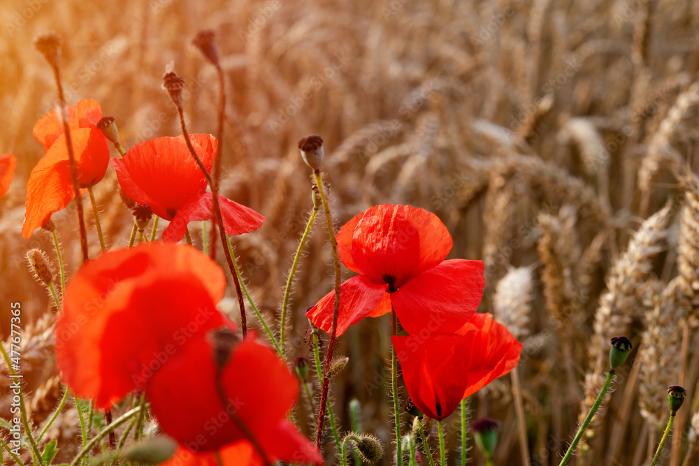 Fototapeta premium closeup of red poppies on wheat field in summer day