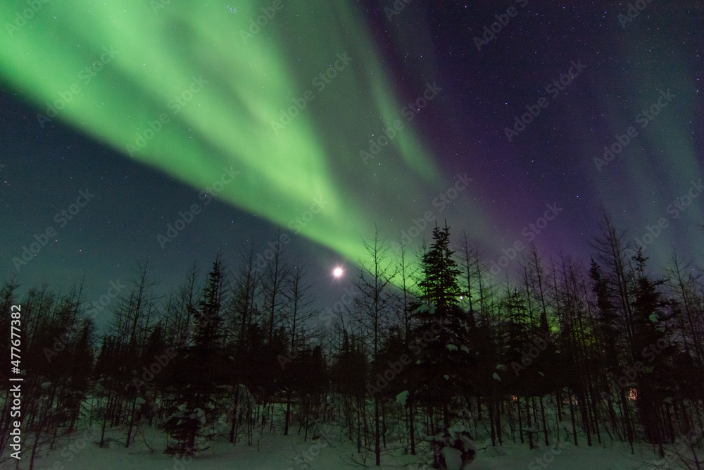 The northern lights shine strong over top of the boreal forest spruce trees near Churchill, Manitoba, Canada