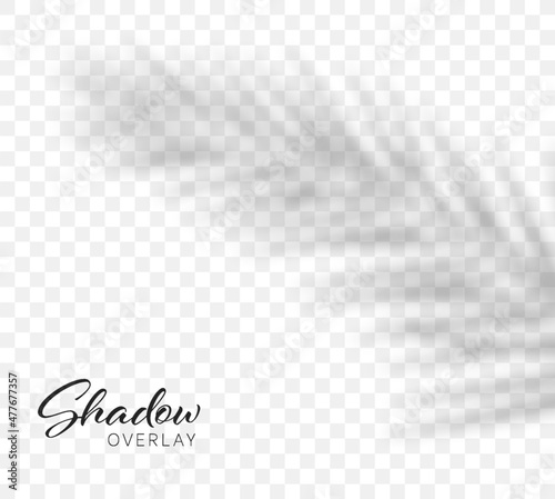 Palm leaf shadow. Vector shadow overlay effect. Vector illustration
