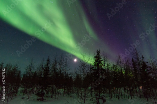 The northern lights shine strong over top of the boreal forest spruce trees near Churchill  Manitoba  Canada