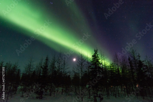 The northern lights shine strong over top of the boreal forest spruce trees near Churchill  Manitoba  Canada