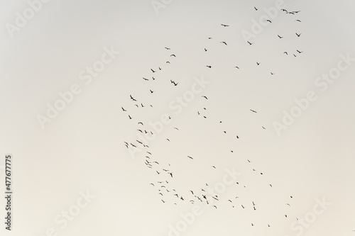 flock of grey birds gulls flying in the distance high shoal in the blue clear sunset sky on an autumn day