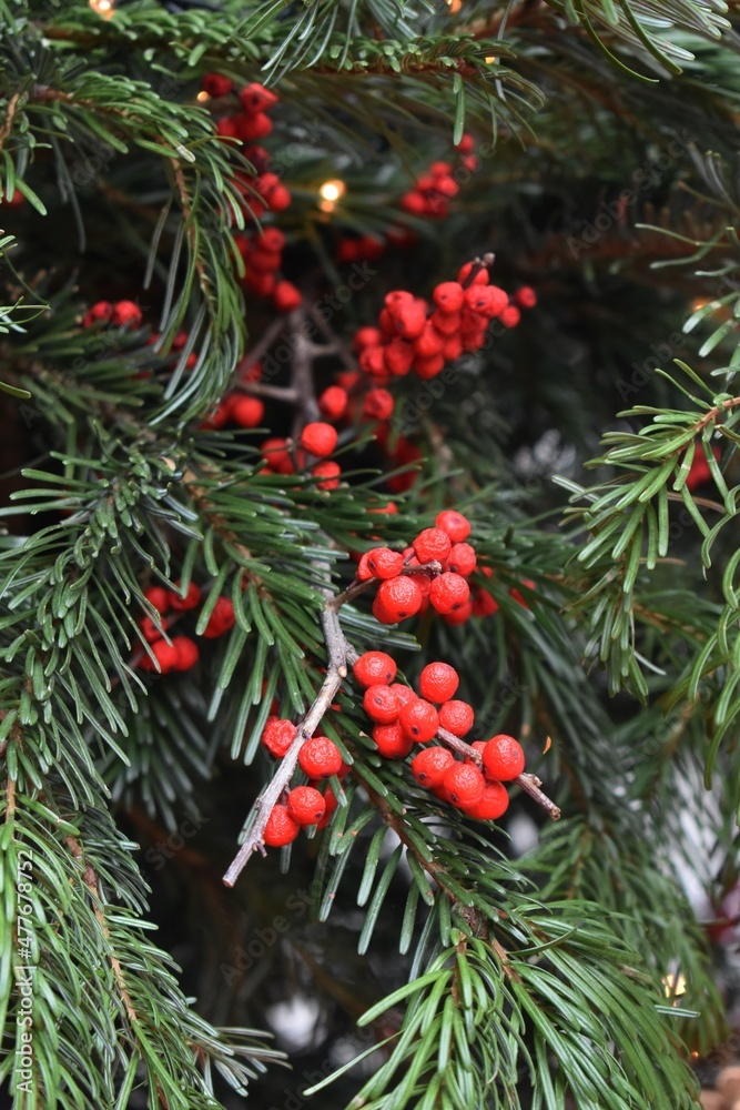 Christmas red berries on a tree
Christmas red berries on a tree
