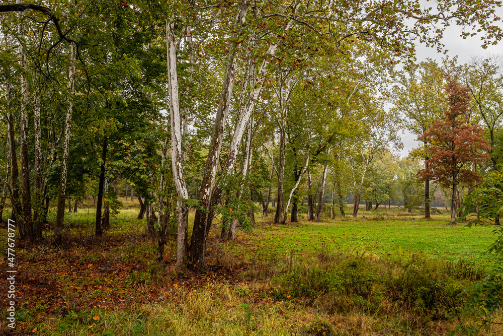 Birch Trees along West Branch Conneaut Creek Ashtabula County Ohio Birch Trees along West Branch Conneaut Creek Ashtabula County Ohio