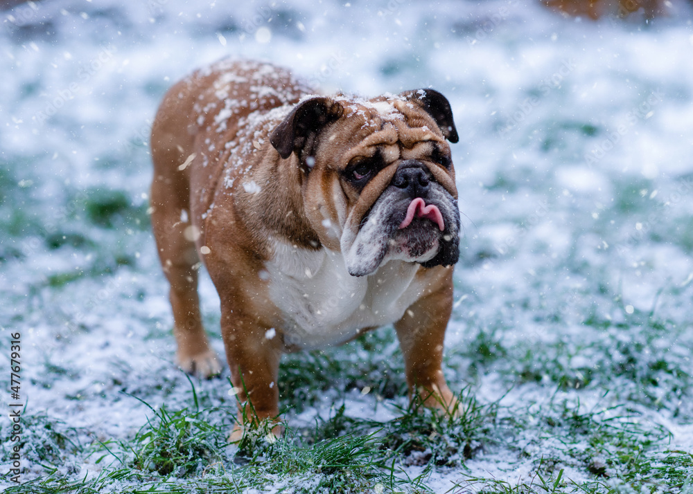 Red English British Bulldog in orange harness out for a walk standing on the snow and green grass  in winter sunny day