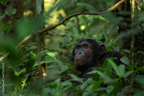 Vászonkép Chimpanzee in the Kibale national park