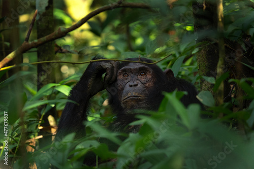 Fotótapéta Chimpanzee in the Kibale national park