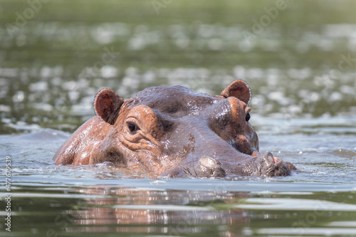 Hippos in the water. Hippopotamus in the Murchison national park. Lazy animals in the water. Safari in Uganda. Safari in Africa.