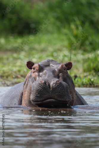 Hippos in the water. Hippopotamus in the Murchison national park. Lazy animals in the water. Safari in Uganda. Safari in Africa.