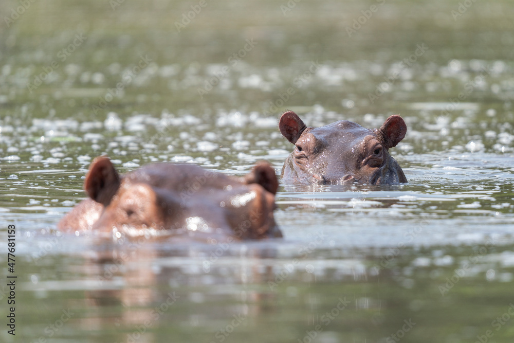 Fototapeta premium Hippos in the water. Hippopotamus in the Murchison national park. Lazy animals in the water. Safari in Uganda. Safari in Africa.