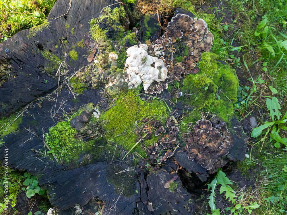 Fototapeta premium Nature