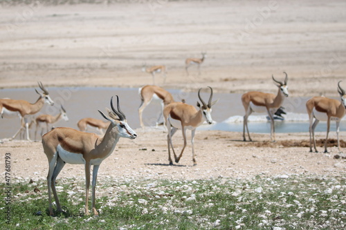 Springbok in Etosha  Namibia