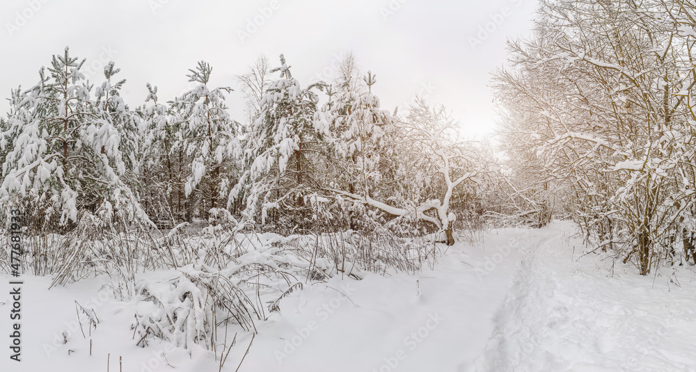 Panorama. Forest path in winter with lots of snow for hiking and walking, snow-covered trees, winter landscape, winter sunset.