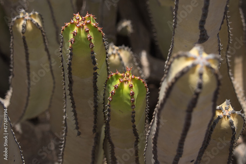 green orange cactus on canary islands