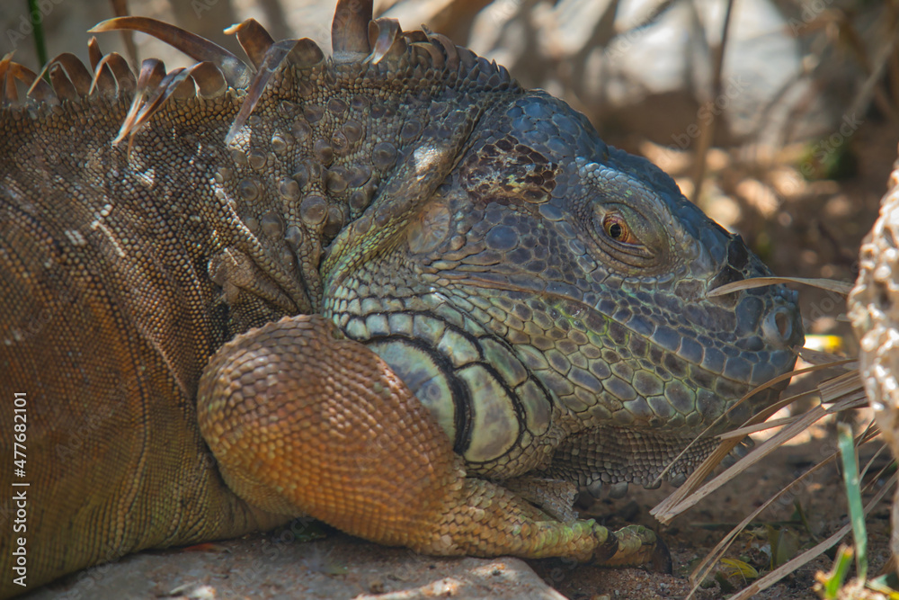 Obraz premium iguana with a blue head and orange body at the zoo