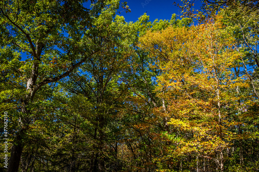 Fototapeta premium Autumn Leaf Color Change Cuyahoga National Park Ohio