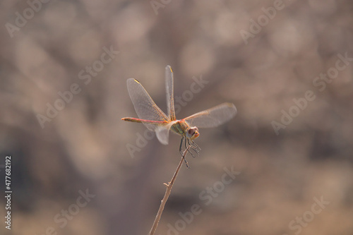 red dragonfly landing on a stick
