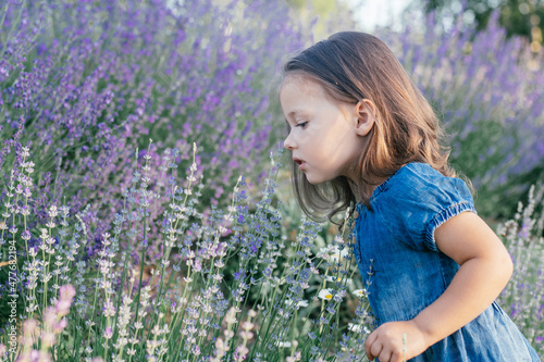 Little girl 3-4 with dark hair in denim dress in sun sniffs large bush of lilac lavender