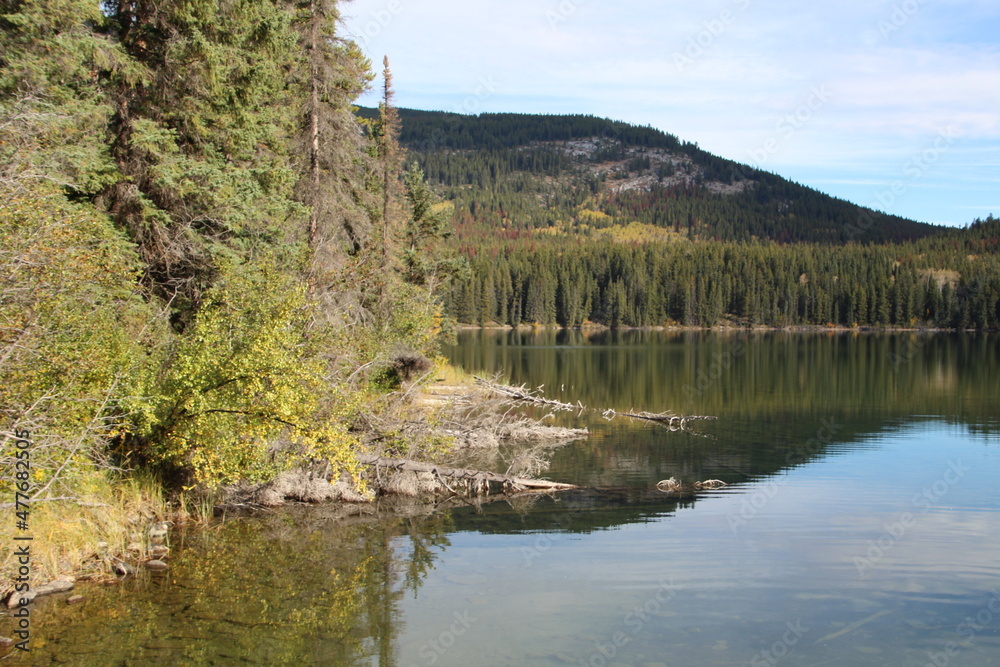 Trees On Lakes Edge, Jasper National Park, Alberta Trees On Lakes Edge, Jasper National Park, Alberta