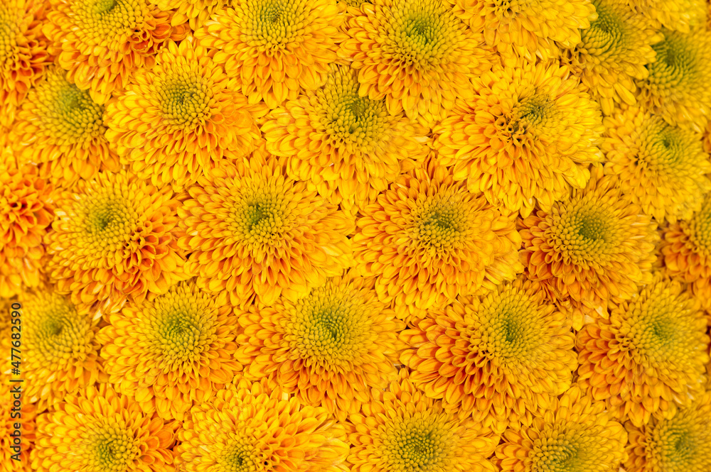 Blumenmuster aus den Blüten gelber Chrysanthemen Blumenmuster aus den Blüten gelber Chrysanthemen