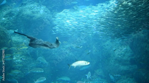 水族館　エイ　サメ　水槽　