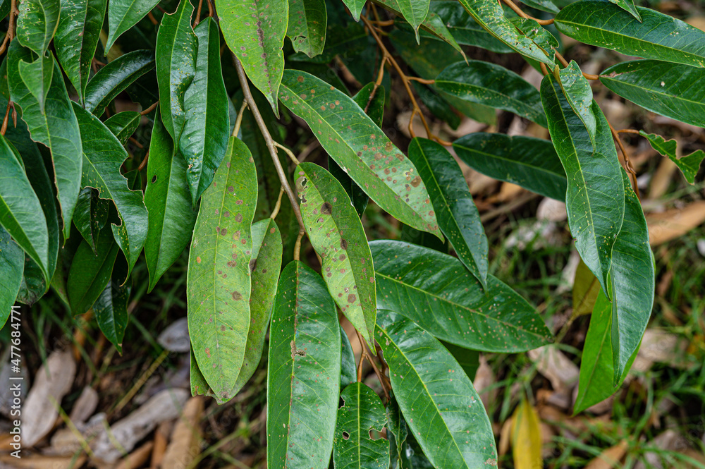 Leaf spot disease in durian tree, leaves with insects in the garden , problems of agriculture in Thailand Leaf spot disease in durian tree, leaves with insects in the garden , problems of agriculture in Thailand