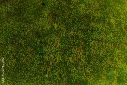 Canvas Print moss texture