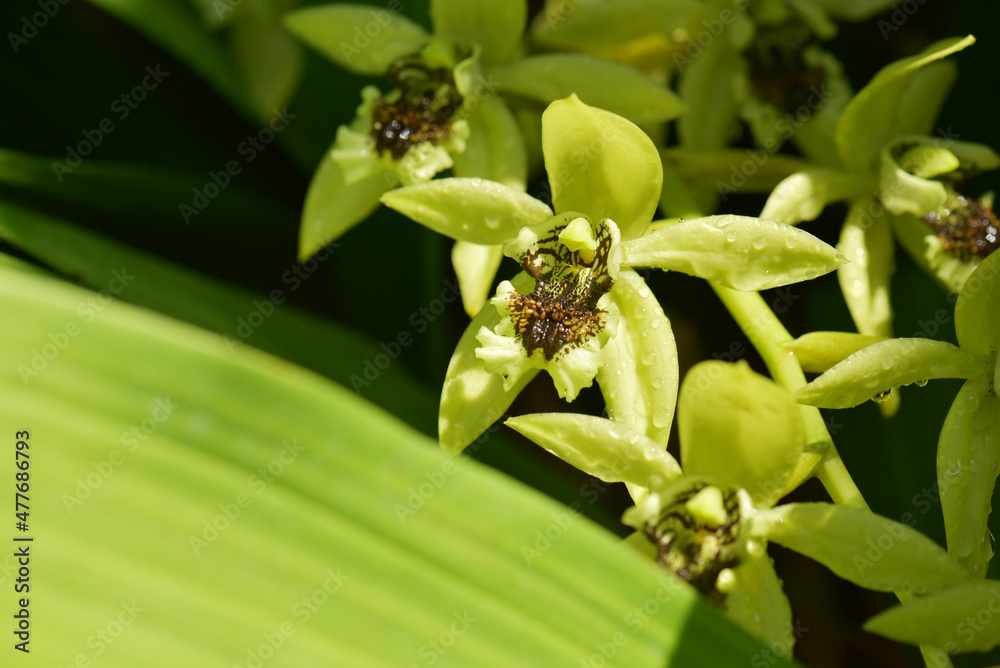 Obraz premium カクチョウラン 蘭の花