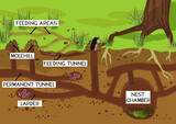 Scheme of structure of underground mole tunnels with earthworms and European mole (Talpa europaea). Below ground level landscape with mole holes, molehills and tree roots