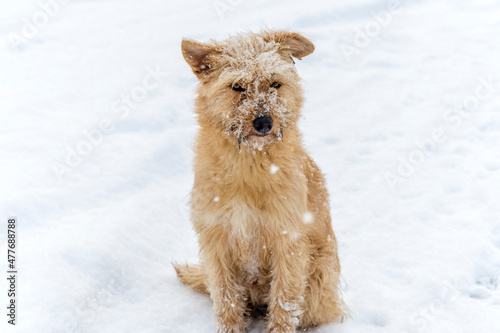 Stray red-haired dog is sitting in snow. Snow is falling, snow and ice stuck to her fur and muzzle. Topic: stray dogs, charity and shelter for homeless animals