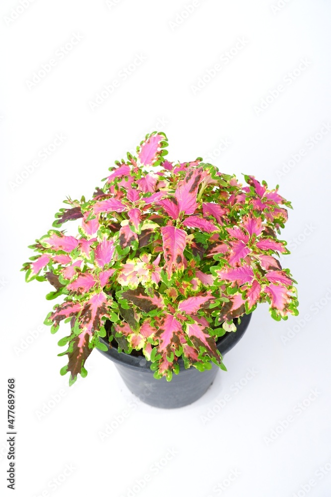 colorful leaves pattern Plectranthus scutellarioides, coleus or Miyana or Miana leaves or Coleus Scutellaricides, is a species of flowering plant in the family of Lamiaceae, isolated on white backgrou