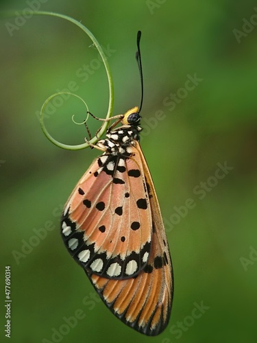 butterfly on leaf © Murhan