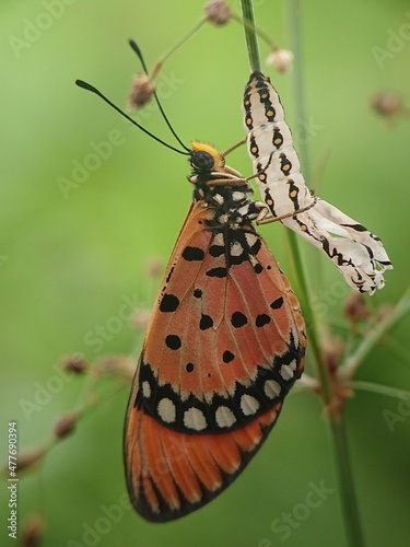 butterfly on a flower © Murhan