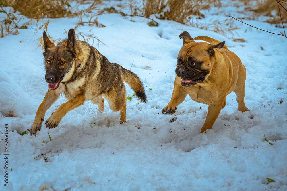 2021-12-30 A BULLMASTIFF AND A GERMAN SHEPARD RUNNING AND OLAYIG IN THE SNOW IN ISSAQUAH WASHINGTON