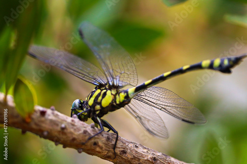 Ictinogomphus australis, known as the Australian tiger, is a species of dragonfly in the family Lindeniidae photo