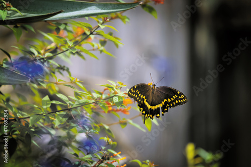 Swallowtail Butterfly on Cool Colors