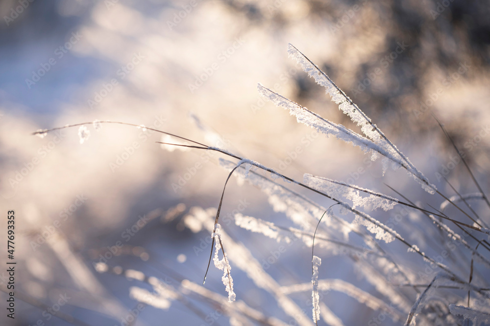 Thin blades of grass covered with laces of snow shining through the sun's rays. Snow covered grass covered with frost in a shape similar to feathers close-up.