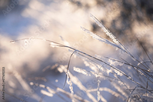 Thin blades of grass covered with laces of snow shining through the sun's rays. Snow covered grass covered with frost in a shape similar to feathers close-up. © Anton
