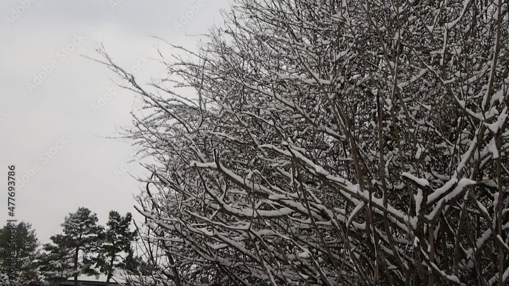 Branches of a tree in winter 2 Branches of a tree in winter 2