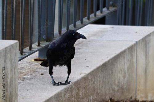 The Australian raven (Corvus coronoides) is a passerine bird in the genus Corvus native to much of southern and northeastern Australia photo