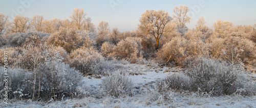 winter forest in the snow