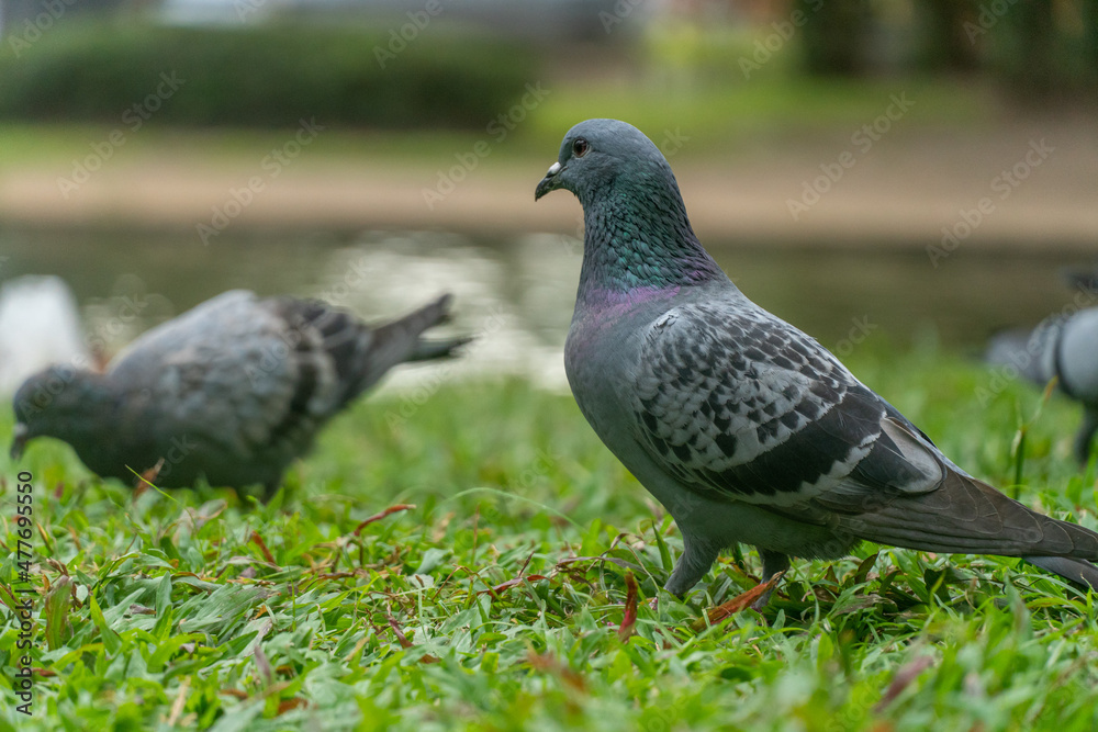 Colorful Pigeons playing in grass in Thailand Colorful Pigeons playing in grass in Thailand