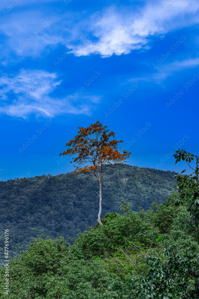 Obraz premium Orange lone one single tree amongst green bushes of Patong Mountains Phuket Thailand colourful pink blue Skies