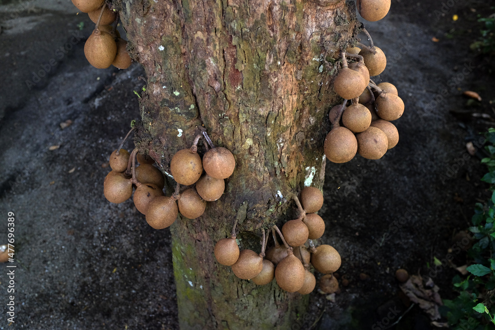 Kepel or burahol is a fruit-producing tree that is part of the flora of the identity of the Special Region of Yogyakarta. Kepel fruit is popular among the princesses of the palace in Java.