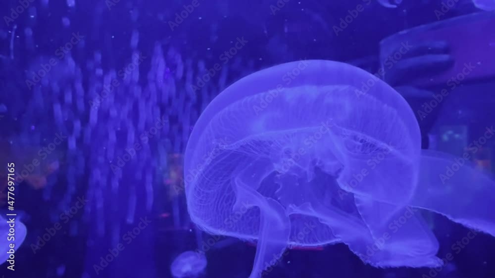 Jellyfish in a watertank Mall of America Aquarium Jellyfish in a watertank Mall of America Aquarium