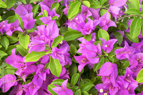 Bougainvillea pink flowers in Thailand Close up.