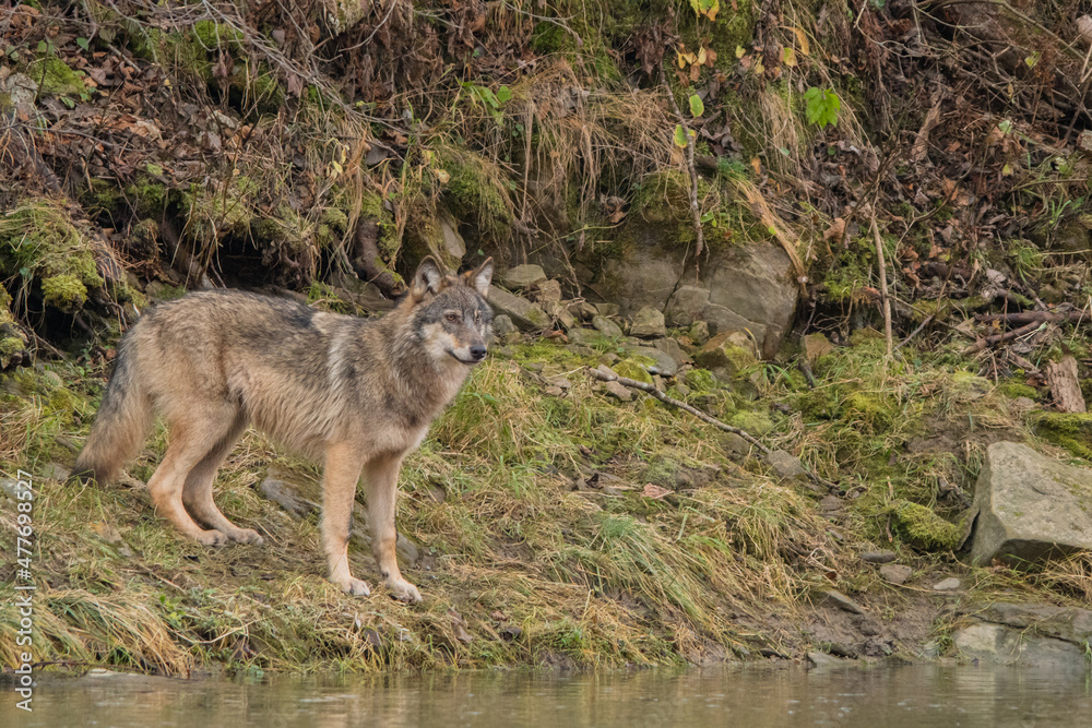 Grey Wolf, Canis lupus. Bieszczady, Carpathians, Poland.