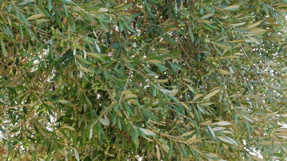 Sunlight Canopied By Lush Foliage Of An Olive Trees Near Agia Sofia Beach In Greece. Close Up Sunlight Canopied By Lush Foliage Of An Olive Trees Near Agia Sofia Beach In Greece. Close Up